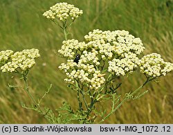 Achillea nobilis (krwawnik szlachetny)