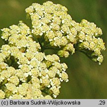 Achillea nobilis (krwawnik szlachetny)