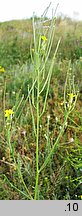 Erysimum diffusum (pszonak siwy)