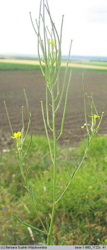 Erysimum diffusum (pszonak siwy)