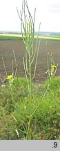 Erysimum diffusum (pszonak siwy)