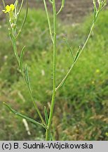 Erysimum diffusum (pszonak siwy)