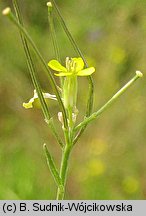 Erysimum diffusum (pszonak siwy)