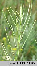 Erysimum diffusum (pszonak siwy)