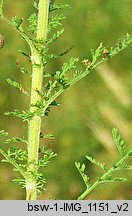 Achillea nobilis (krwawnik szlachetny)