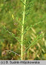 Achillea nobilis (krwawnik szlachetny)