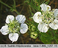 Nigella arvensis (czarnuszka polna)