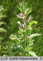 Teucrium scordium (ożanka czosnkowa)