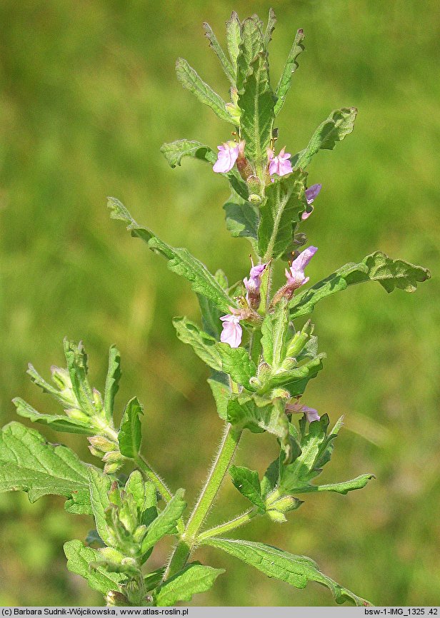 Teucrium scordium (ożanka czosnkowa)