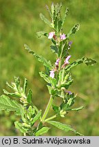 Teucrium scordium (ożanka czosnkowa)