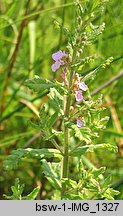 Teucrium scordium (ożanka czosnkowa)