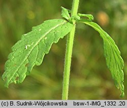 Teucrium scordium (ożanka czosnkowa)