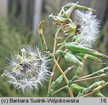 Lactuca serriola (sałata kompasowa)