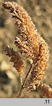 Elsholtzia ciliata (marzymięta grzebieniasta)