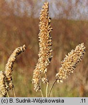 Elsholtzia ciliata (marzymięta grzebieniasta)