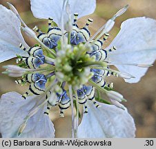 Nigella arvensis (czarnuszka polna)