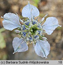 Nigella arvensis (czarnuszka polna)