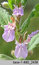 Teucrium scordium (ożanka czosnkowa)