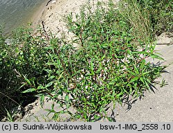 Polygonum lapathifolium ssp. lapathifolium (rdest szczawiolistny typowy)