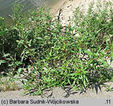 Polygonum lapathifolium ssp. lapathifolium (rdest szczawiolistny typowy)