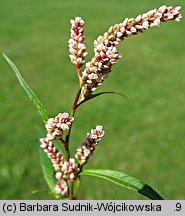 Polygonum lapathifolium ssp. lapathifolium (rdest szczawiolistny typowy)