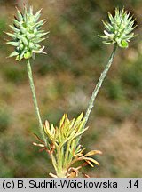 Ceratocephala testiculata (jaskierek podolski)