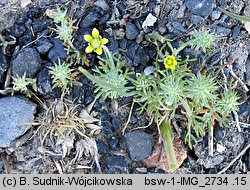 Ceratocephala testiculata (jaskierek podolski)