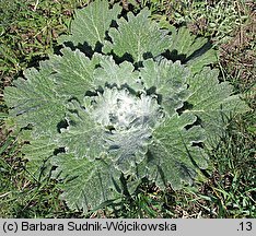 Salvia aethiopis (szałwia etiopska)