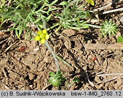 Ceratocephala testiculata (jaskierek podolski)