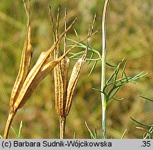 Nigella arvensis (czarnuszka polna)