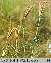 Nigella arvensis (czarnuszka polna)