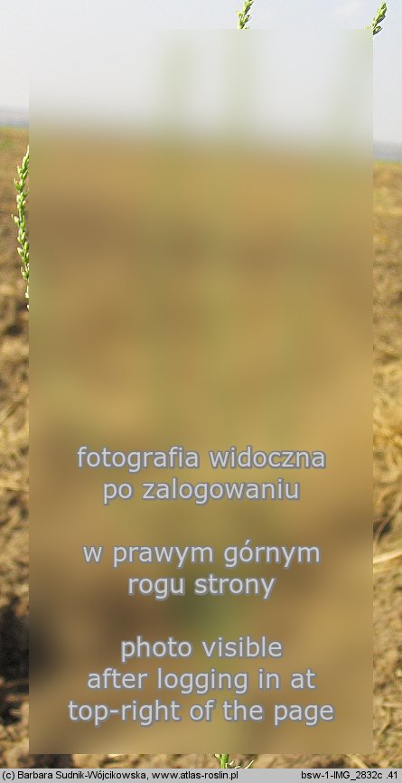 Thymelaea passerina (wilczypieprz roczny)