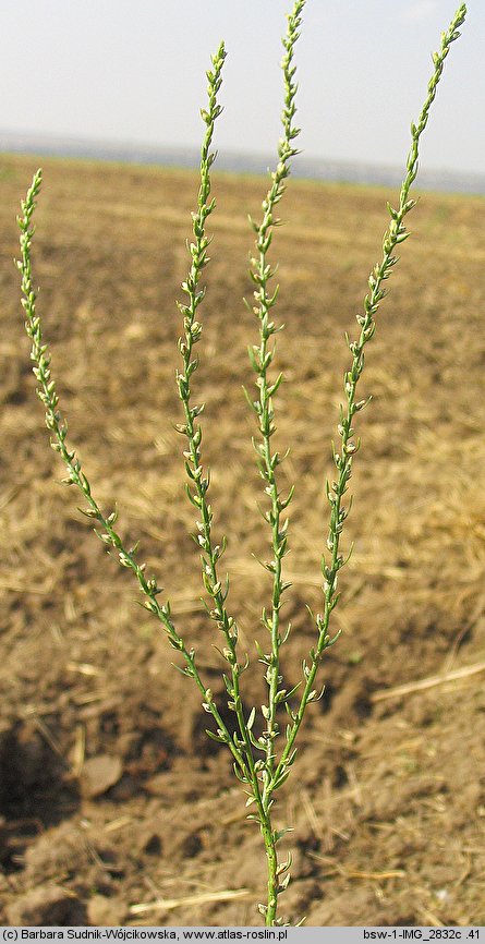 Thymelaea passerina (wilczypieprz roczny)