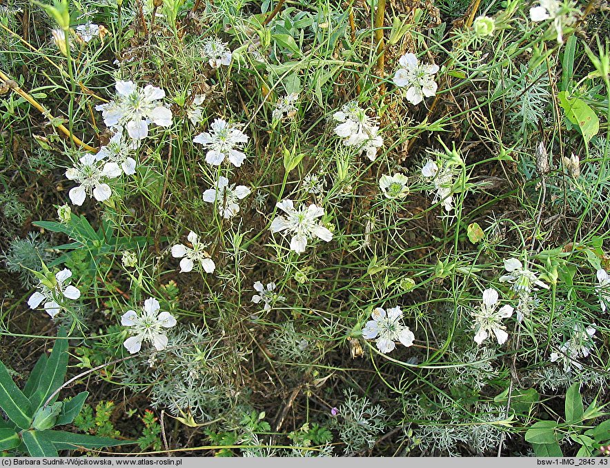 Nigella arvensis (czarnuszka polna)