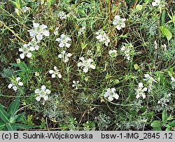 Nigella arvensis (czarnuszka polna)