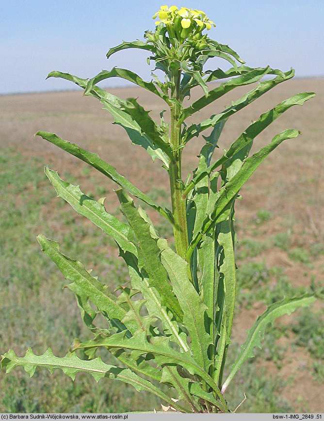 Erysimum repandum (pszonak obłączysty)