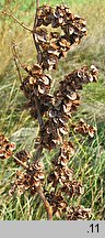 Rumex patientia (szczaw żółty)