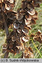 Rumex patientia (szczaw żółty)