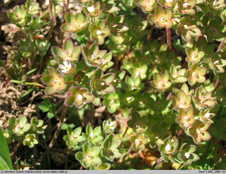 Androsace maxima (naradka kielichowa)