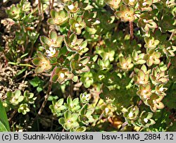 Androsace maxima (naradka kielichowa)