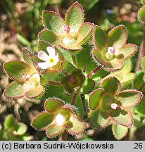 Androsace maxima (naradka kielichowa)