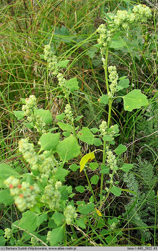 Chenopodium opulifolium