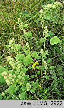 Chenopodium opulifolium