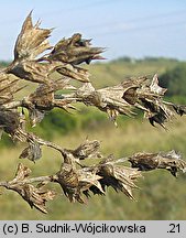 Salvia aethiopis (szałwia etiopska)