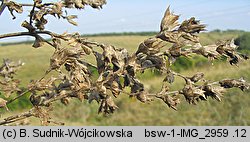 Salvia aethiopis (szałwia etiopska)