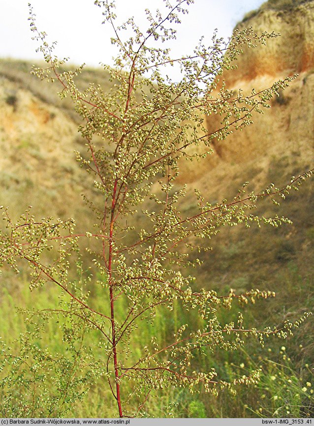 Artemisia scoparia (bylica miotłowa)