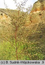 Artemisia scoparia (bylica miotłowa)