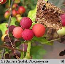 Bryonia dioica (przestęp dwupienny)