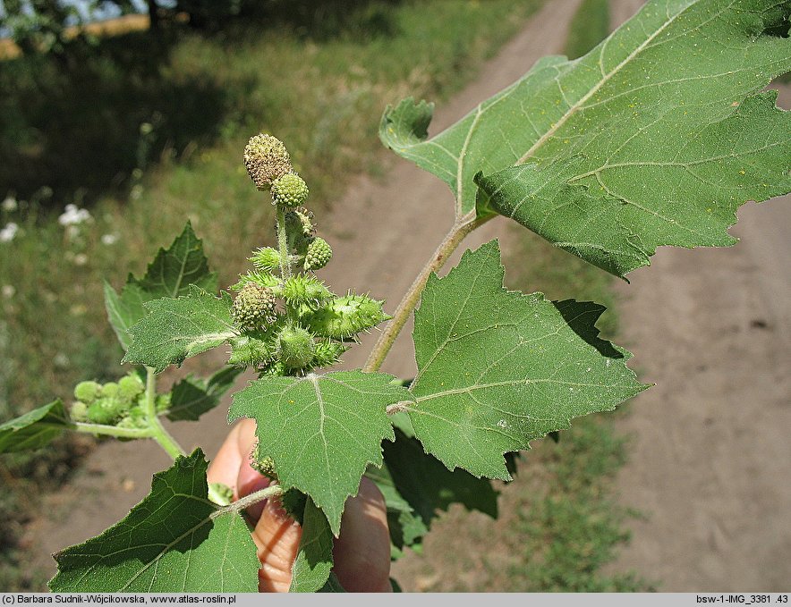 Xanthium strumarium (rzepień pospolity)