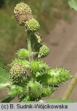 Xanthium strumarium (rzepień pospolity)